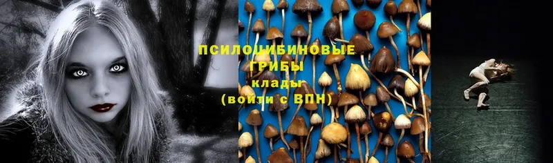 дарнет шоп  Бугульма  Псилоцибиновые грибы Psilocybe 